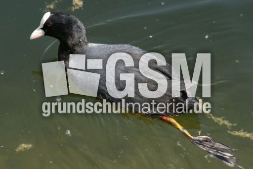 Blässhuhn-4 103.jpg